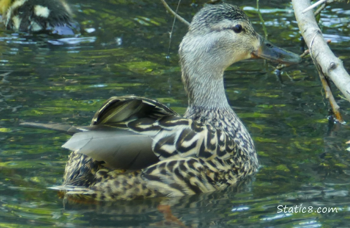 Injured Mallard mama