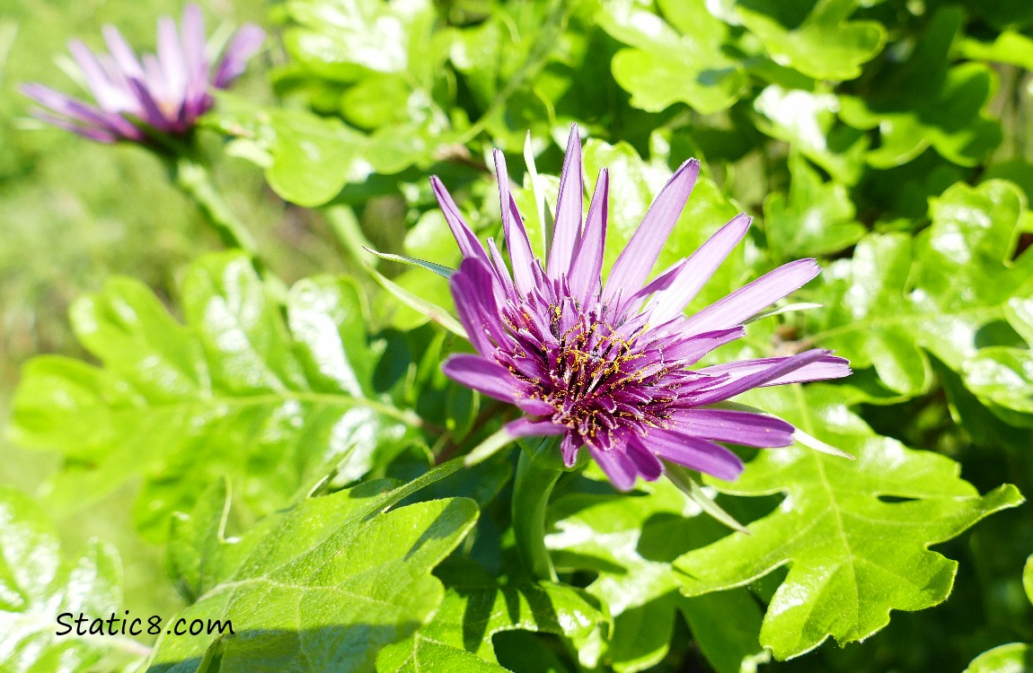 Purple Salsify amongst Oak leaves