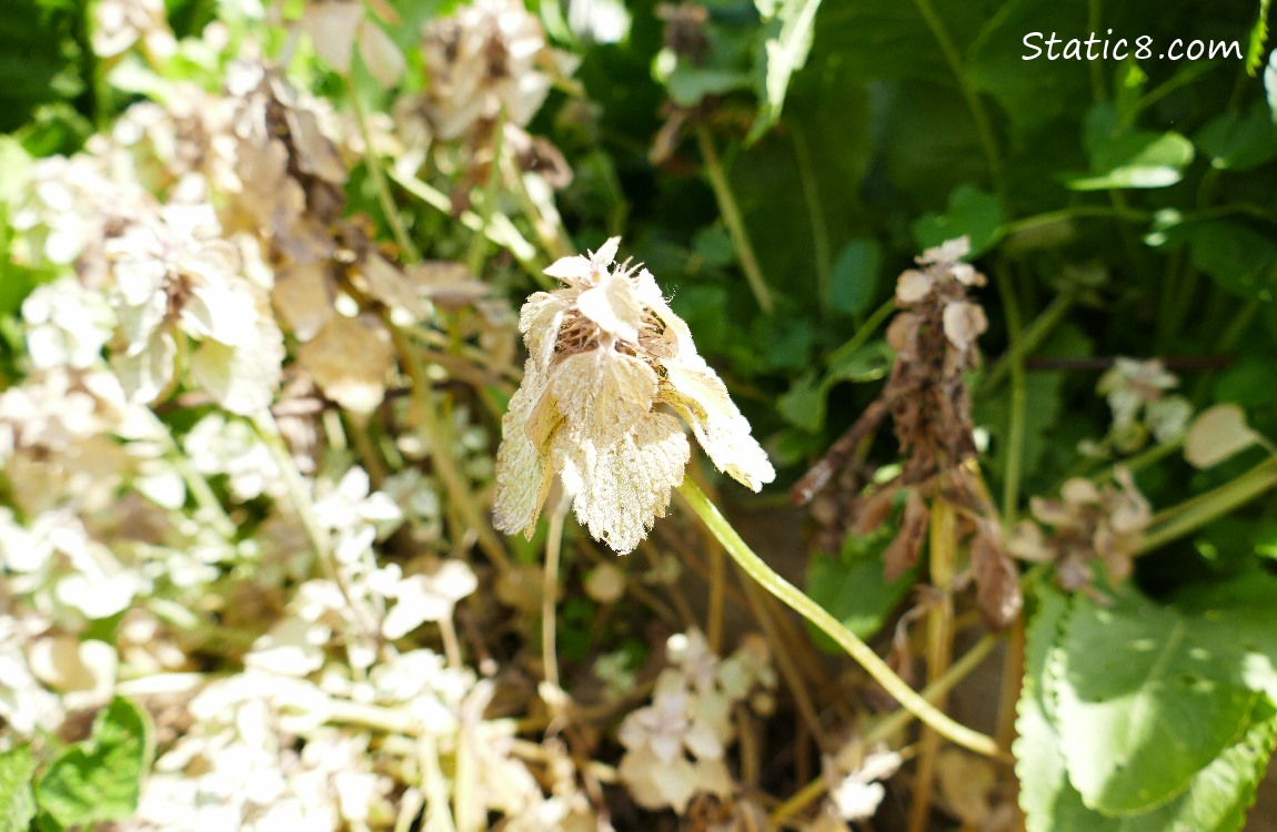 Sunburned Dead Nettle