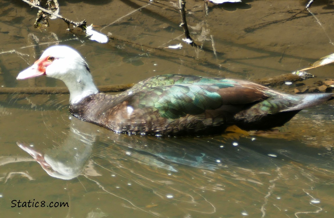 Muscovy duck in the water