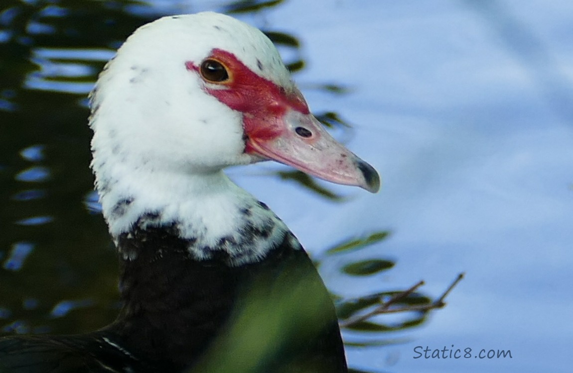 Muscovy