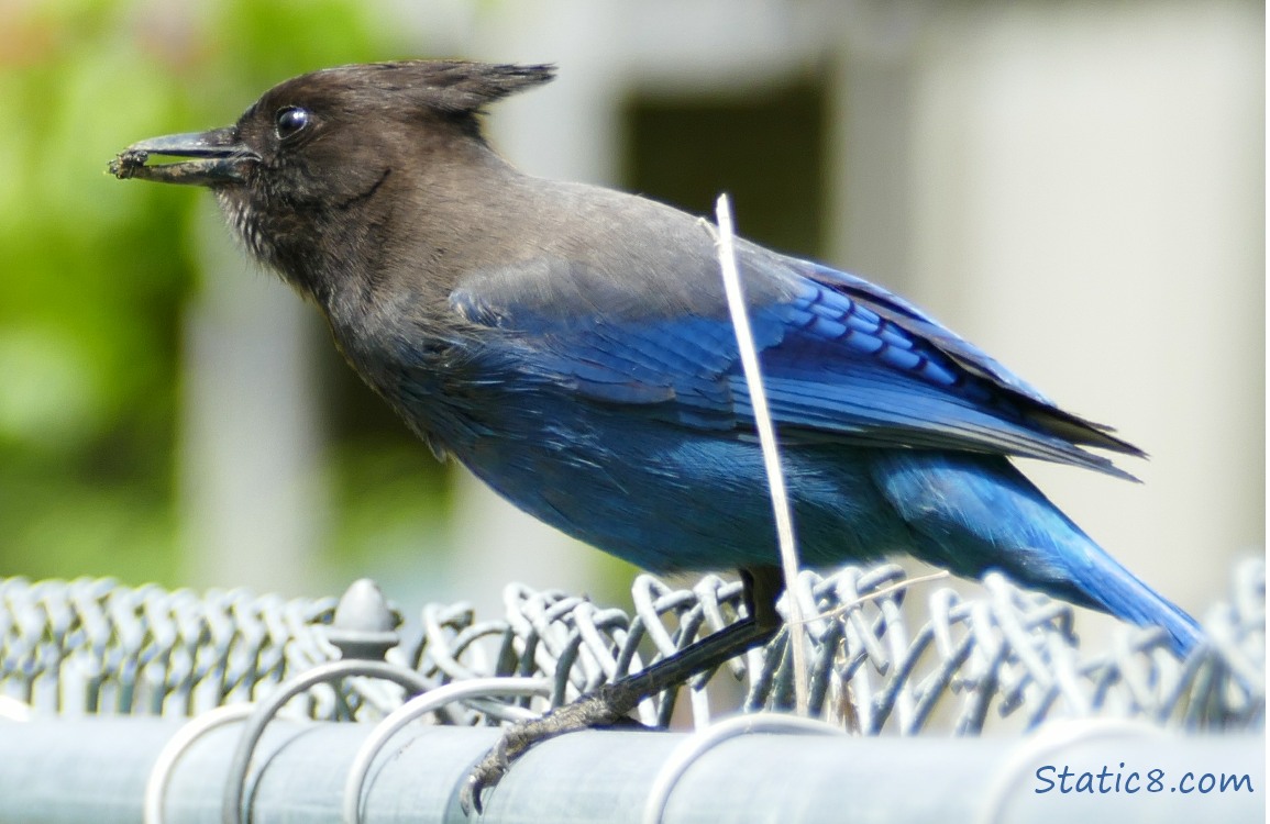 Steller Jay standing on a fence with something in their beak