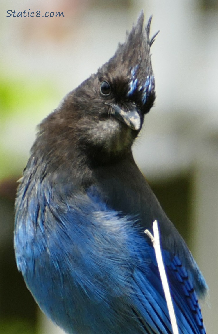 Steller Jay