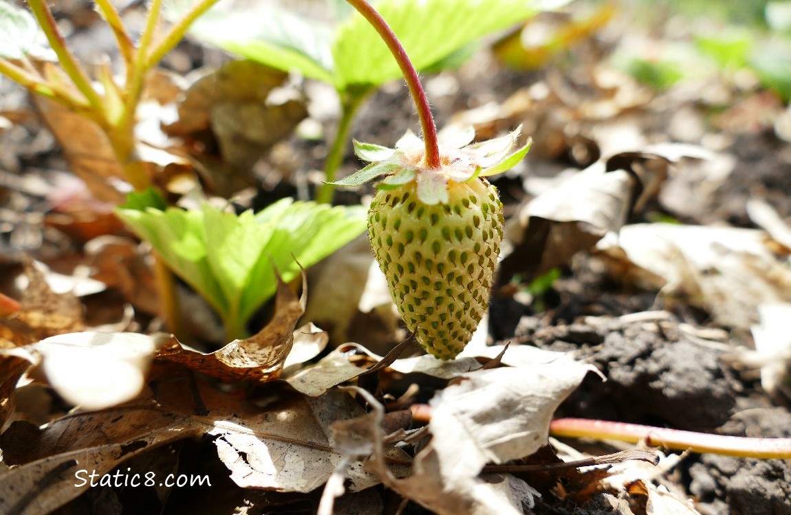 An unripe Strawberry fruit, hanging from the plant