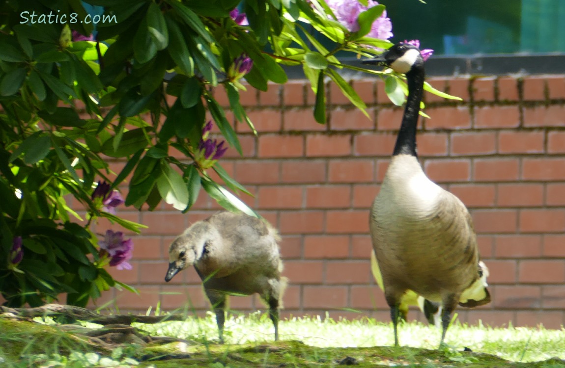 Canada Geese gosling and parent up on the bank