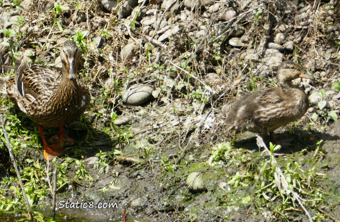 Mallard mama and duckling on the river bank