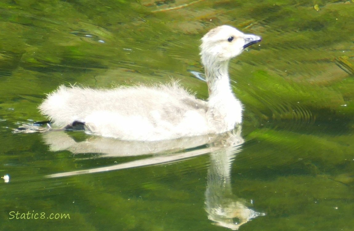 Canada Goose gosling in the water