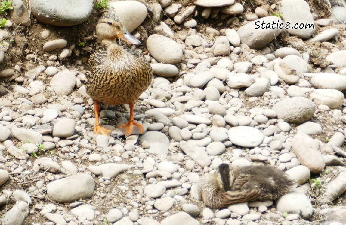 Mama Mallard on the rocky river shore standing over sleeping duckling