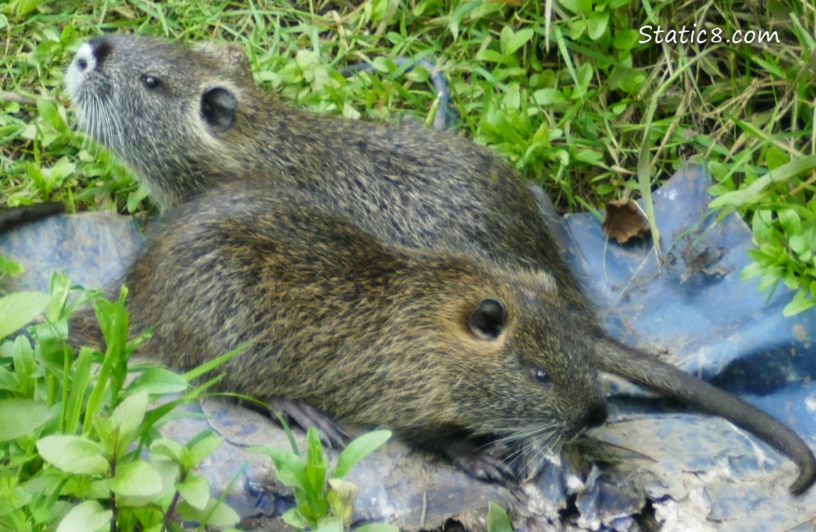 Nutria Babies