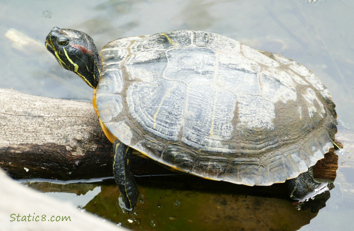 Red Eared Slider on a log