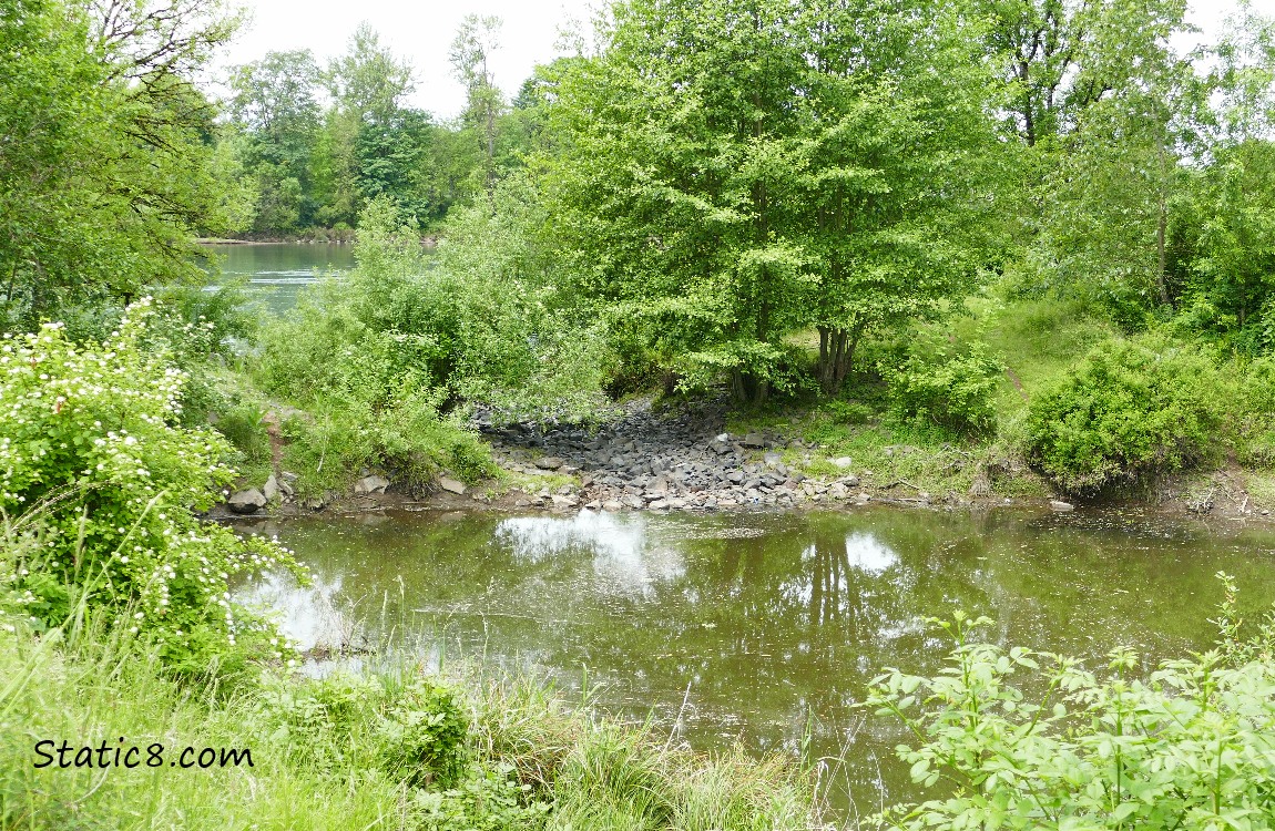 Spillover between Willamette River and Delta Ponds