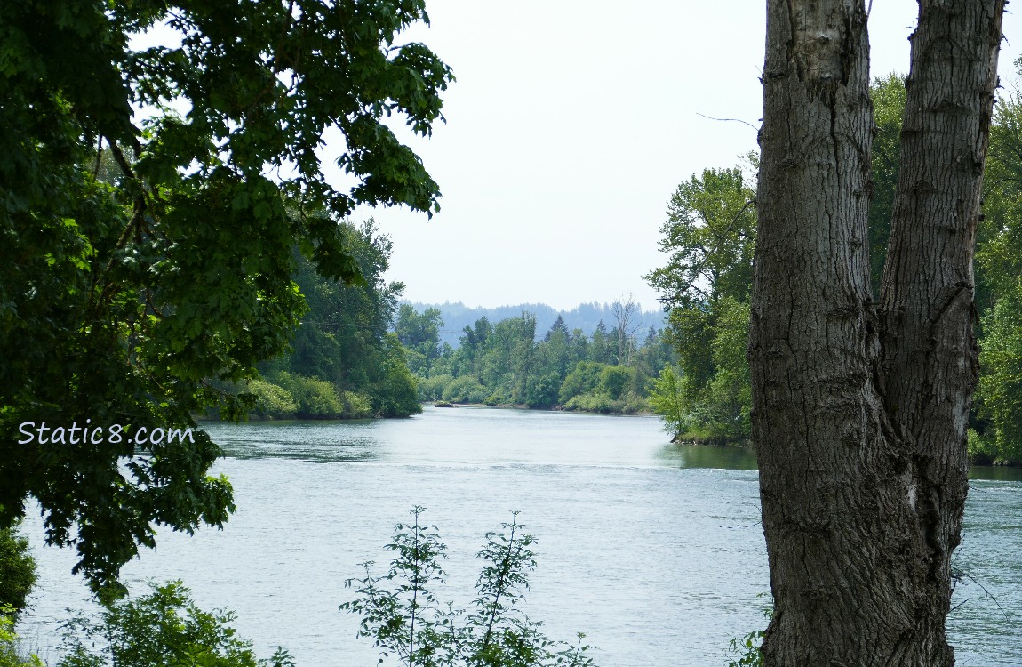 Looking up river