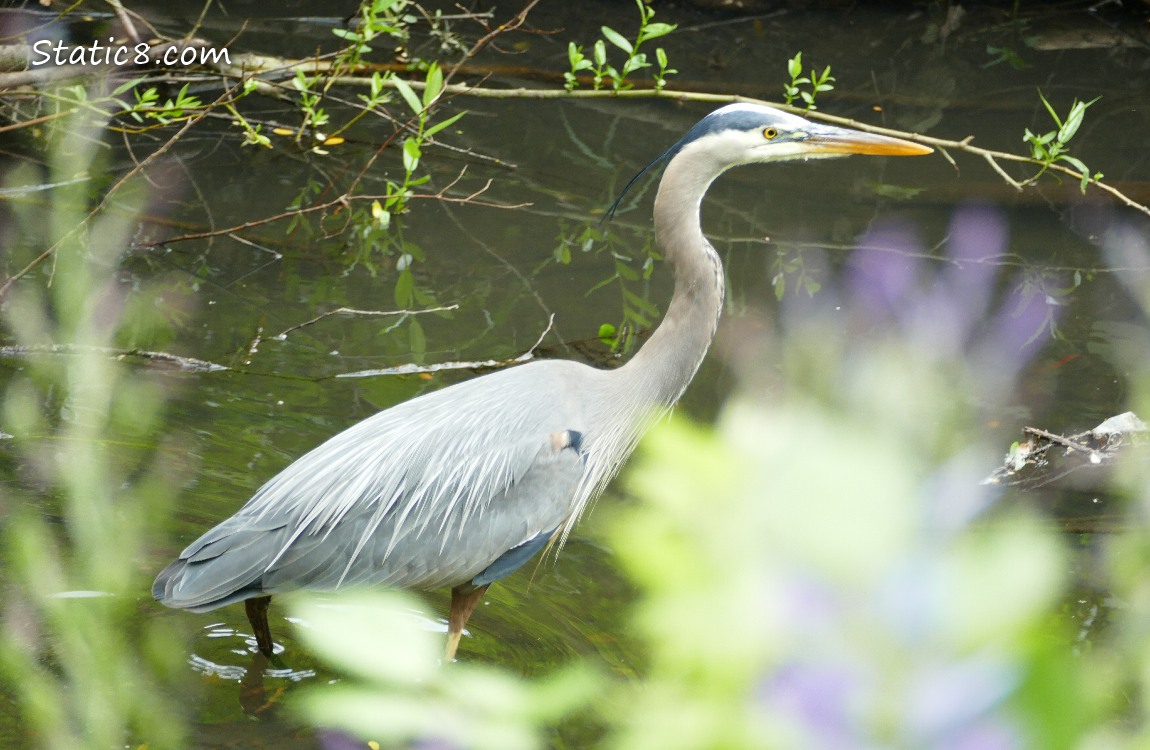 Great Blue Heron walking in shallow water