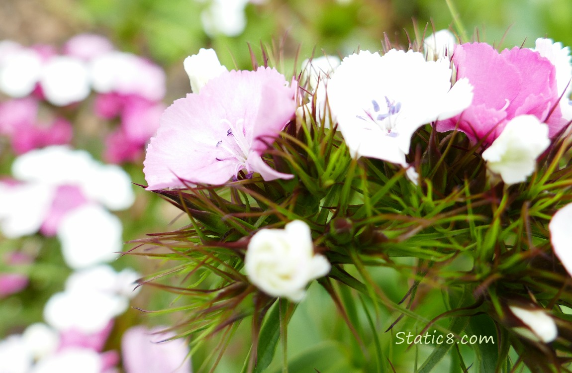 Blooming Pinks