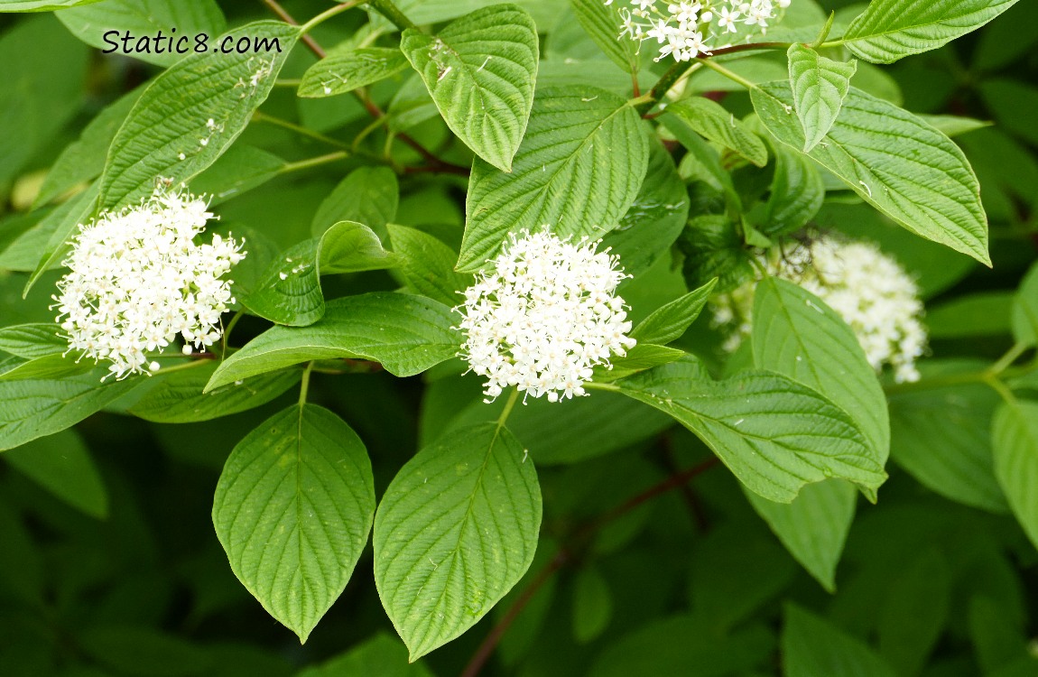 Red Ossier Dogwood blooms