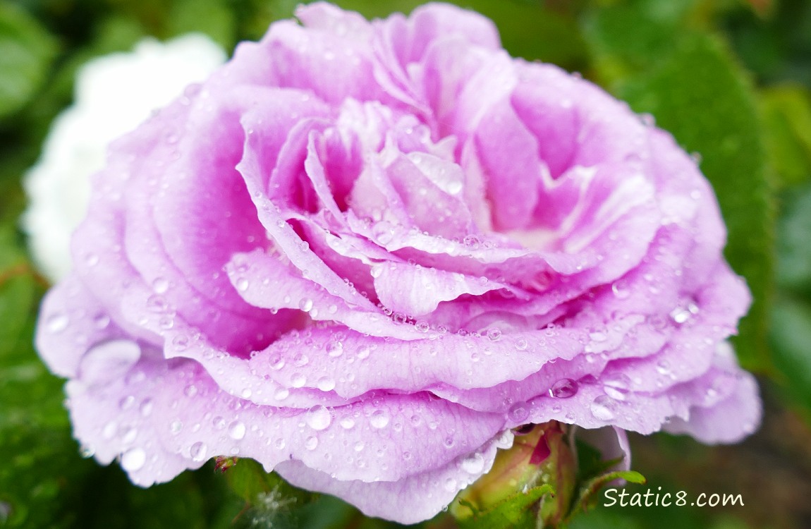 Pink rose blooms