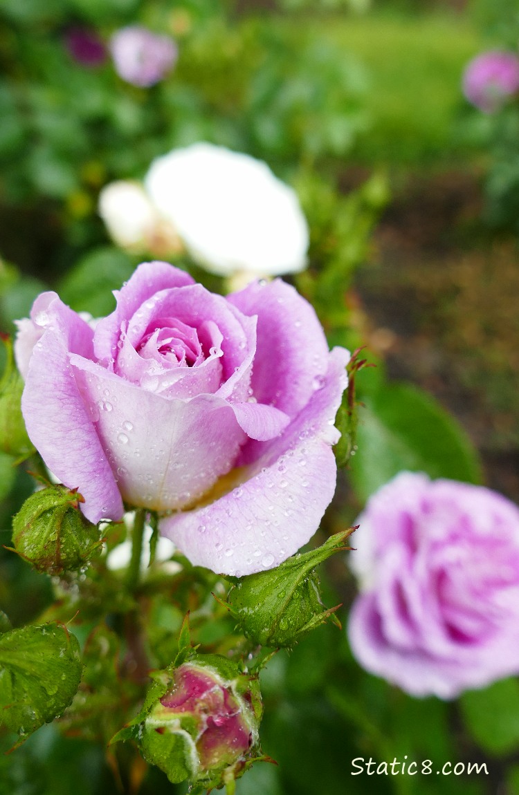 Pink rose blooms