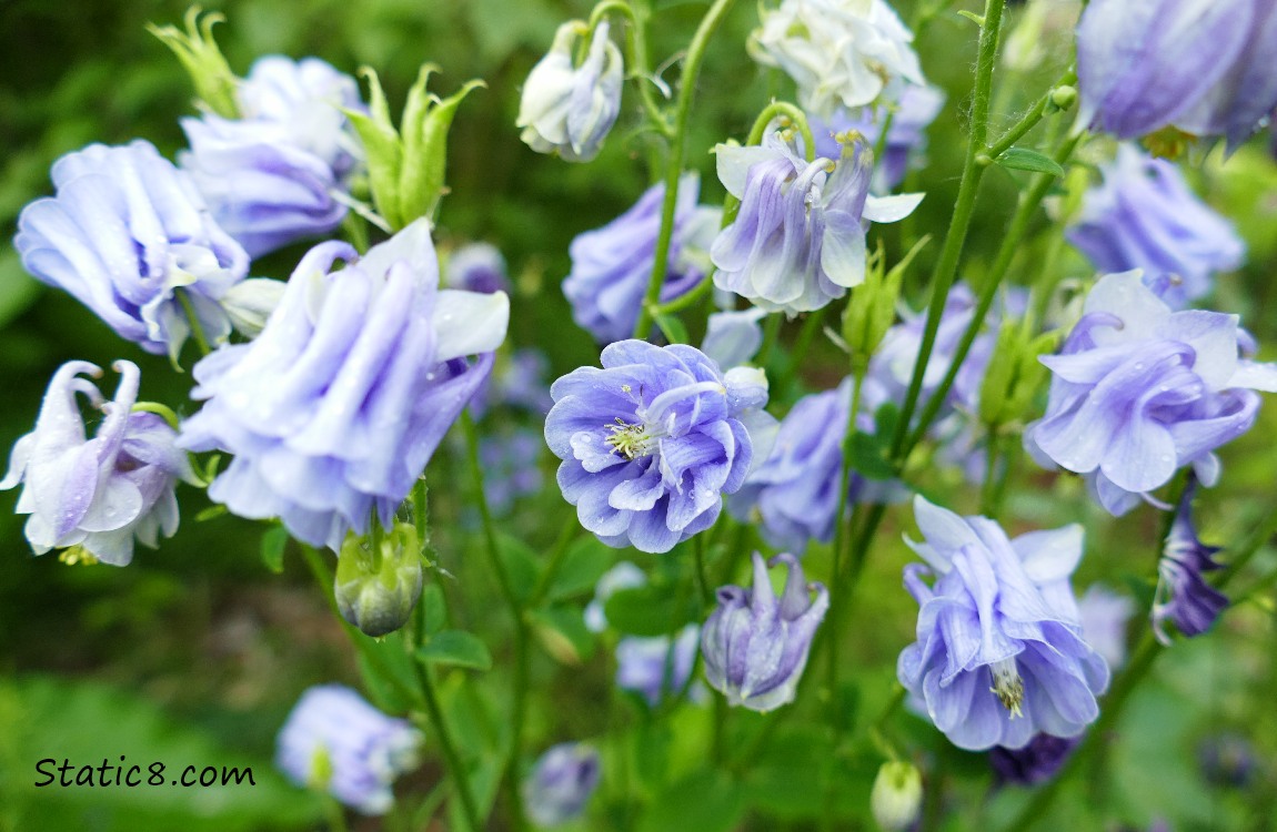 pale purple double petal Columbine blooms