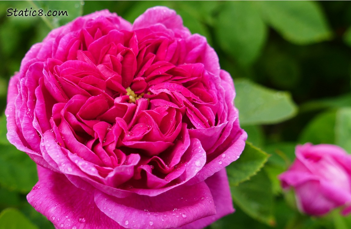 Hot pink rose bloom