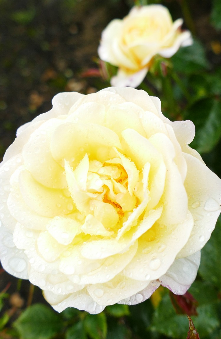 Yellow rose bloom