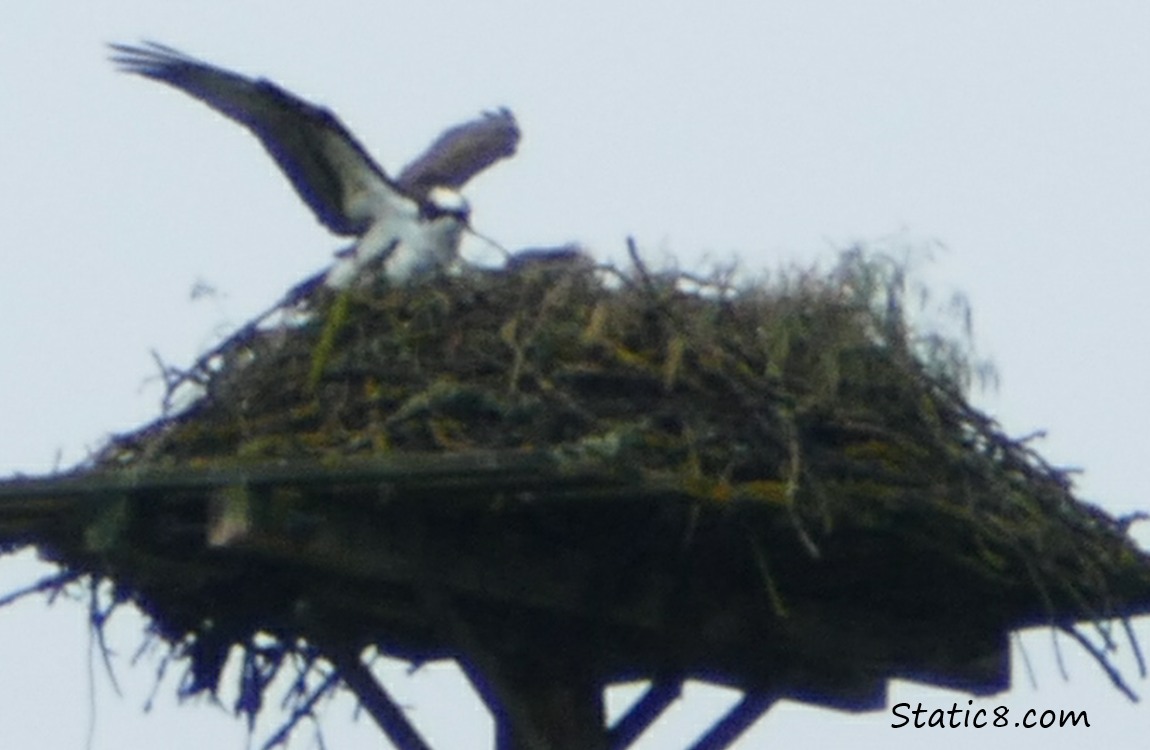 Parent Osprey with wings open on the platform nest