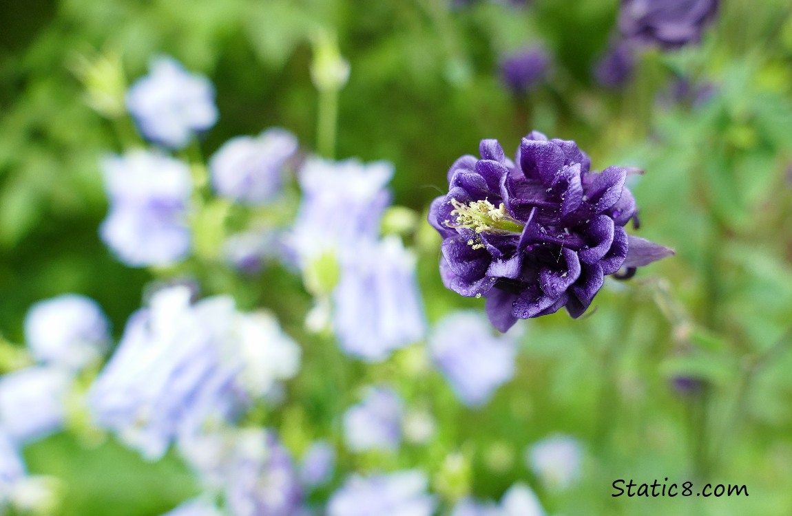 Dark purple Columbine bloom