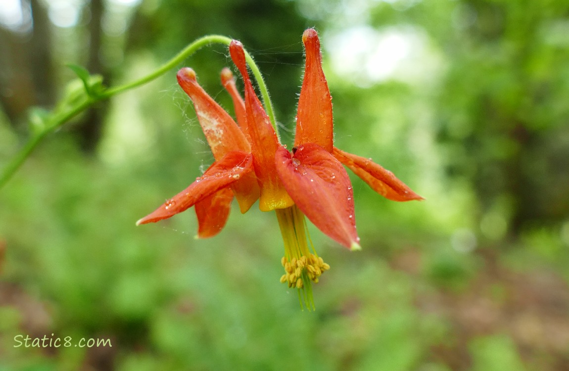 Red Columbine bloom