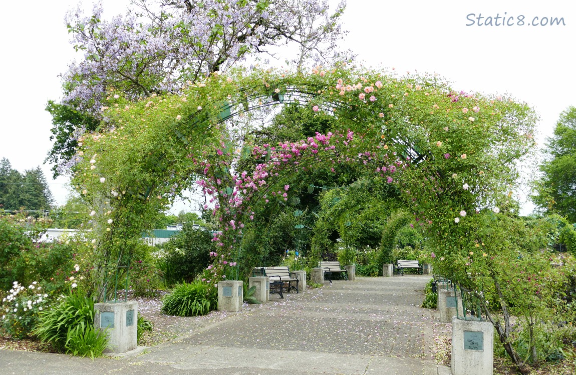 Arches at the entrance of Owens Rose Garden