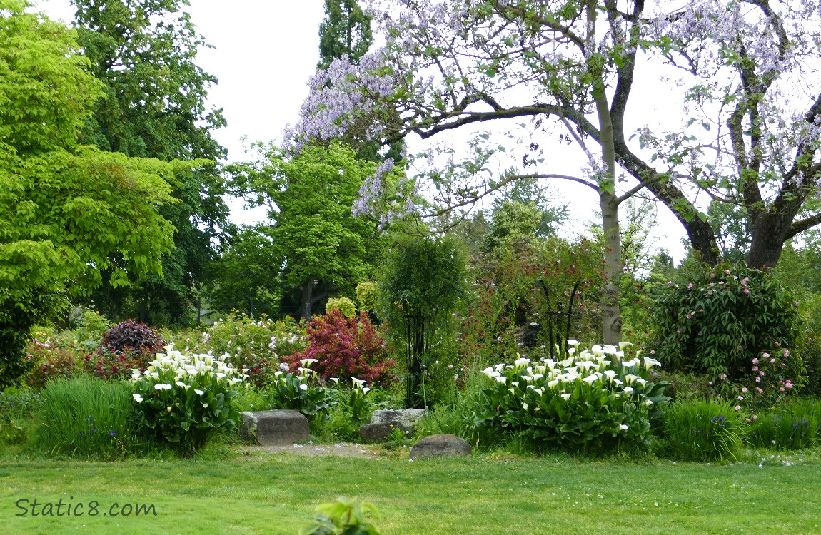 Calla Lilies surrounded by other blooming plants