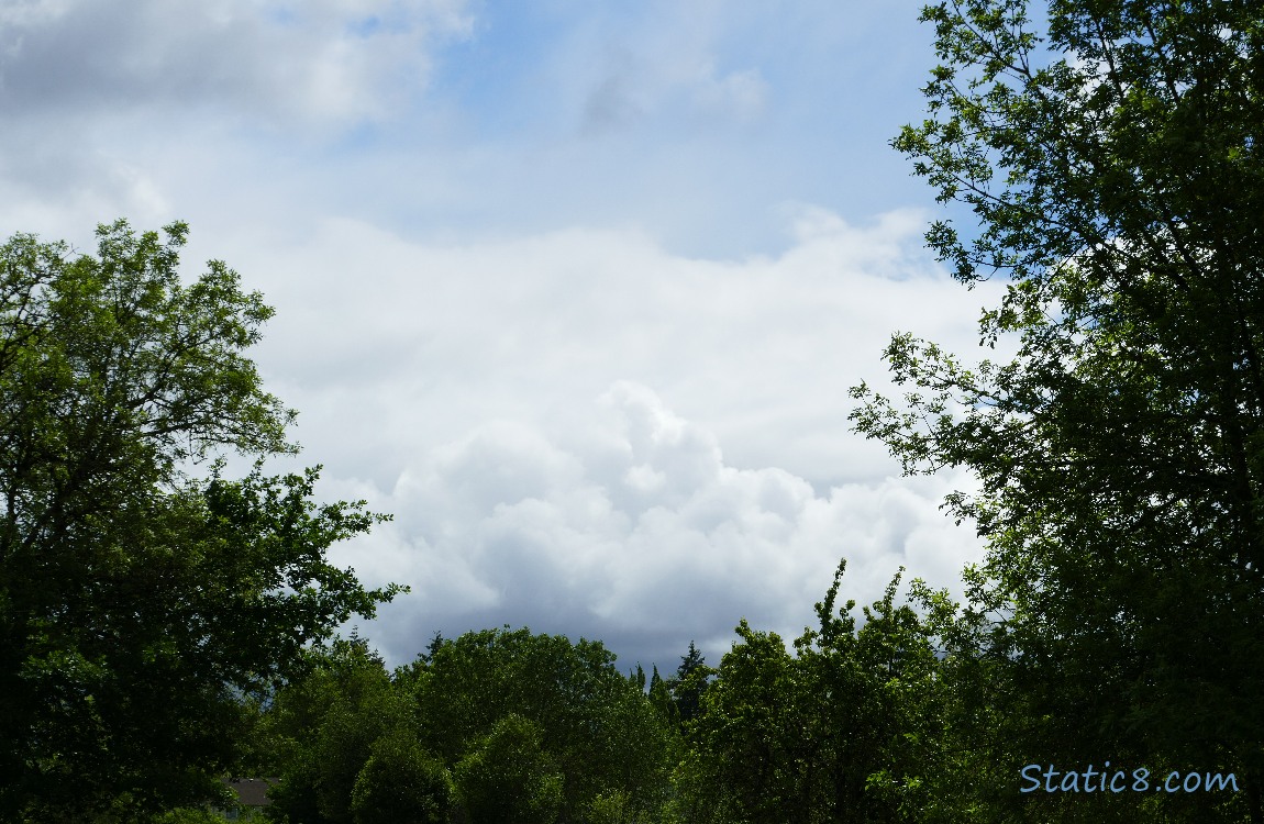 Clouds over trees