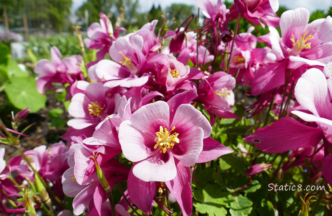 Pink Columbine blooms