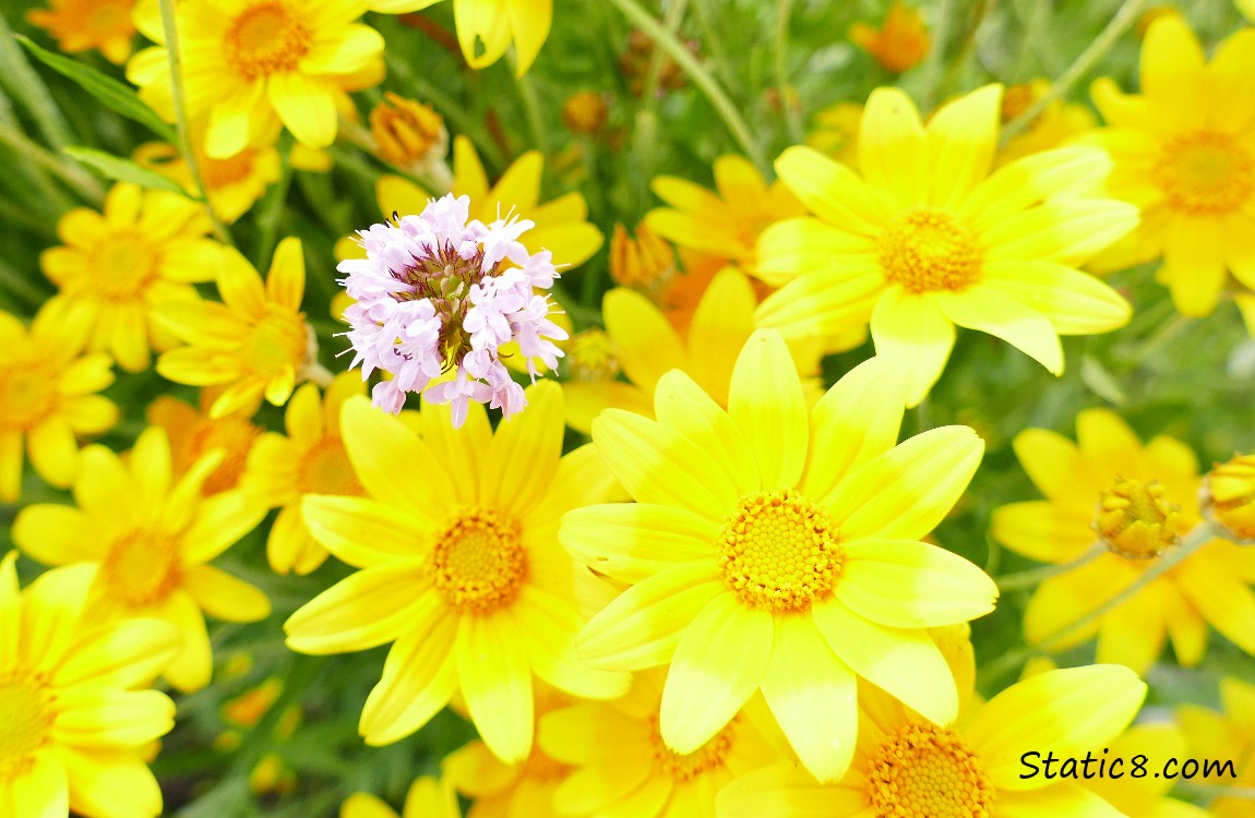 Coreopsis blooms