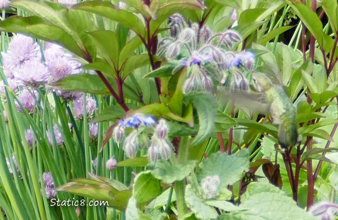 An Anna Hummingbird hovering in front of Borage blooms