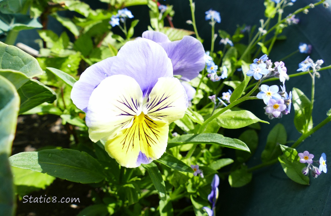 Pansy and Forget Me Not blooms