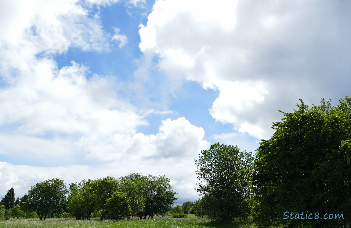 The sky over trees