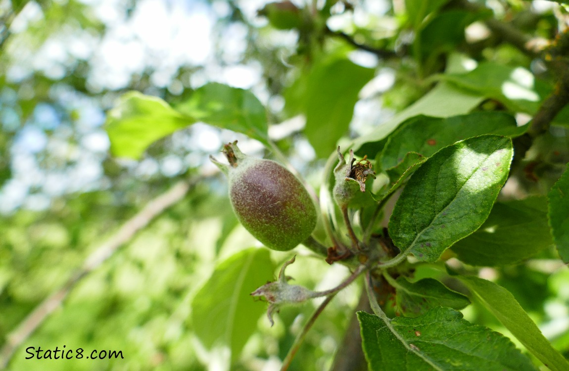 A small apple pome growing on the tree