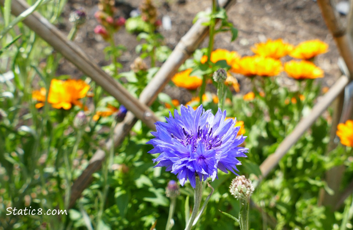 Bachlor Button bloom with Calendula blooms in the background