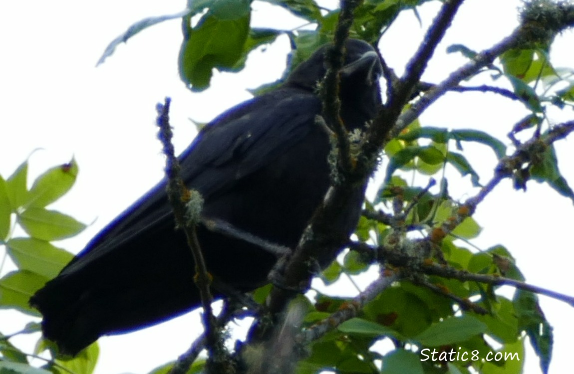Crow fledgling up in a tree