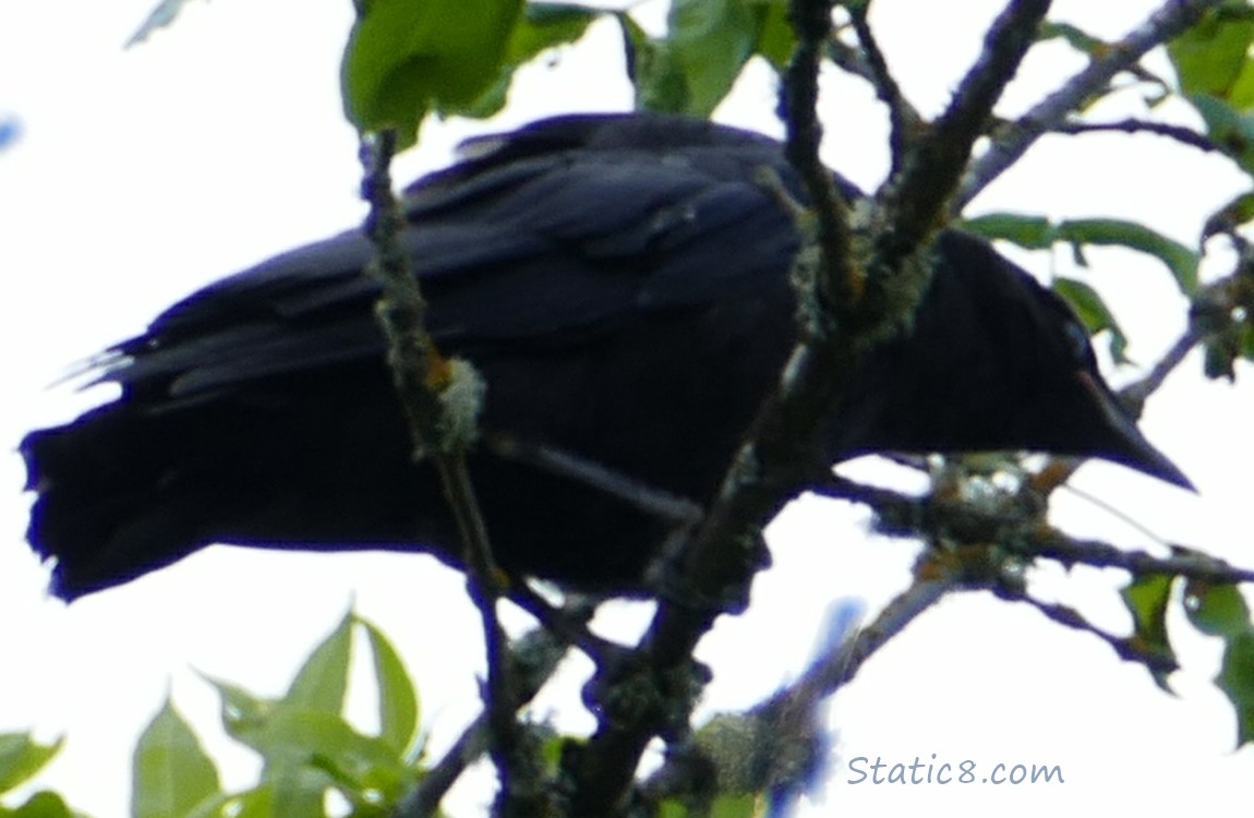 Crow fledgling up in a tree