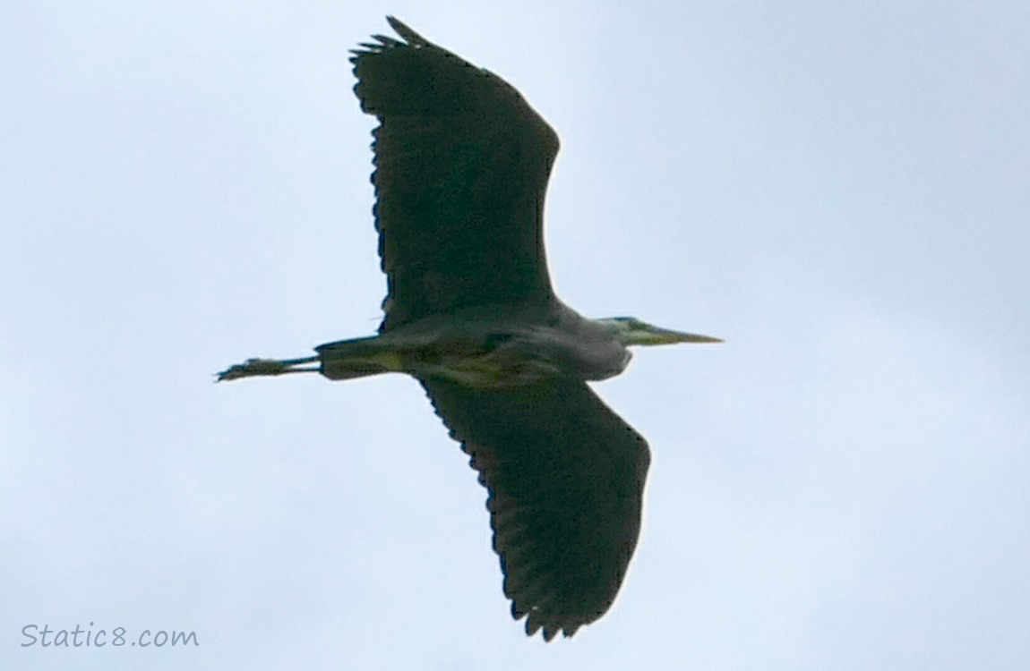 Great Blue Heron flying overhead