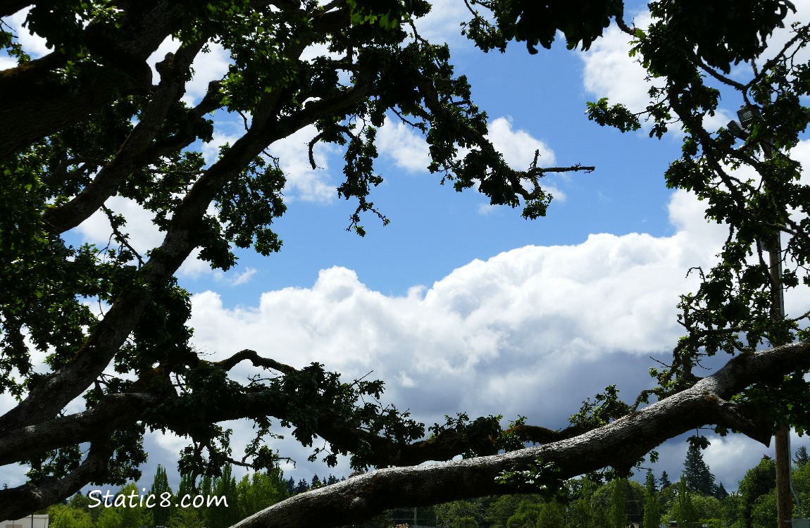Blue sky with clouds seen thru Oak tree branches