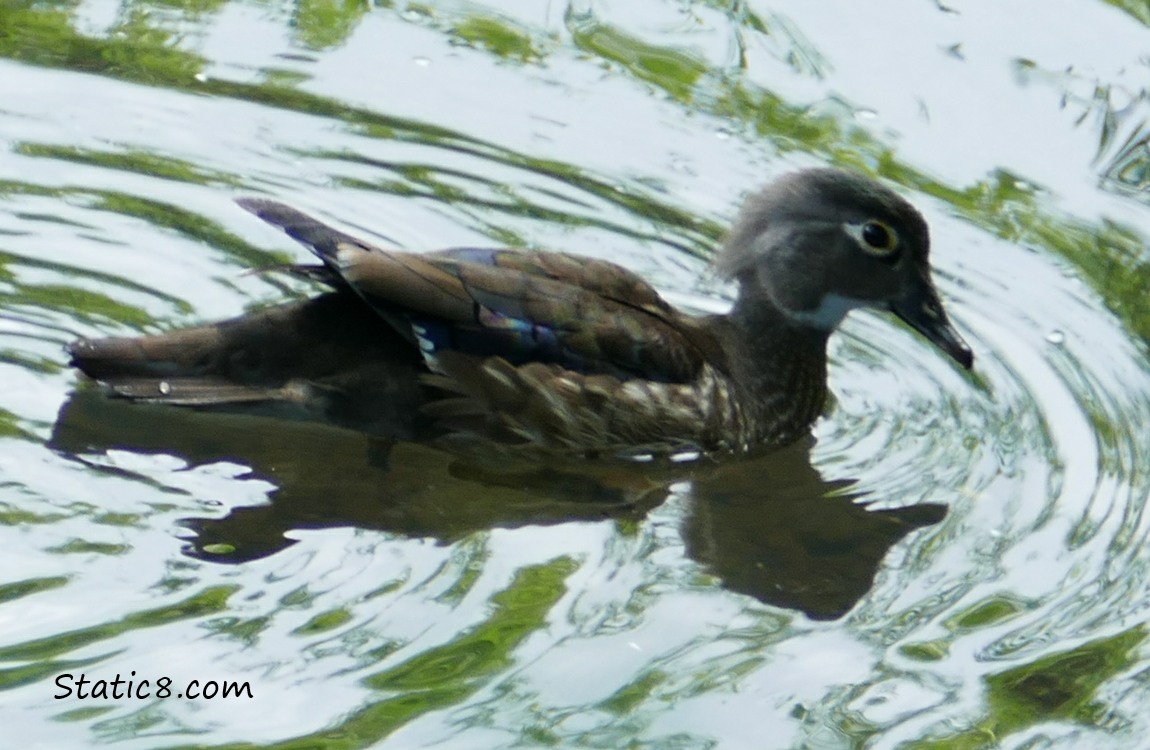 Female Wood Duck in the water