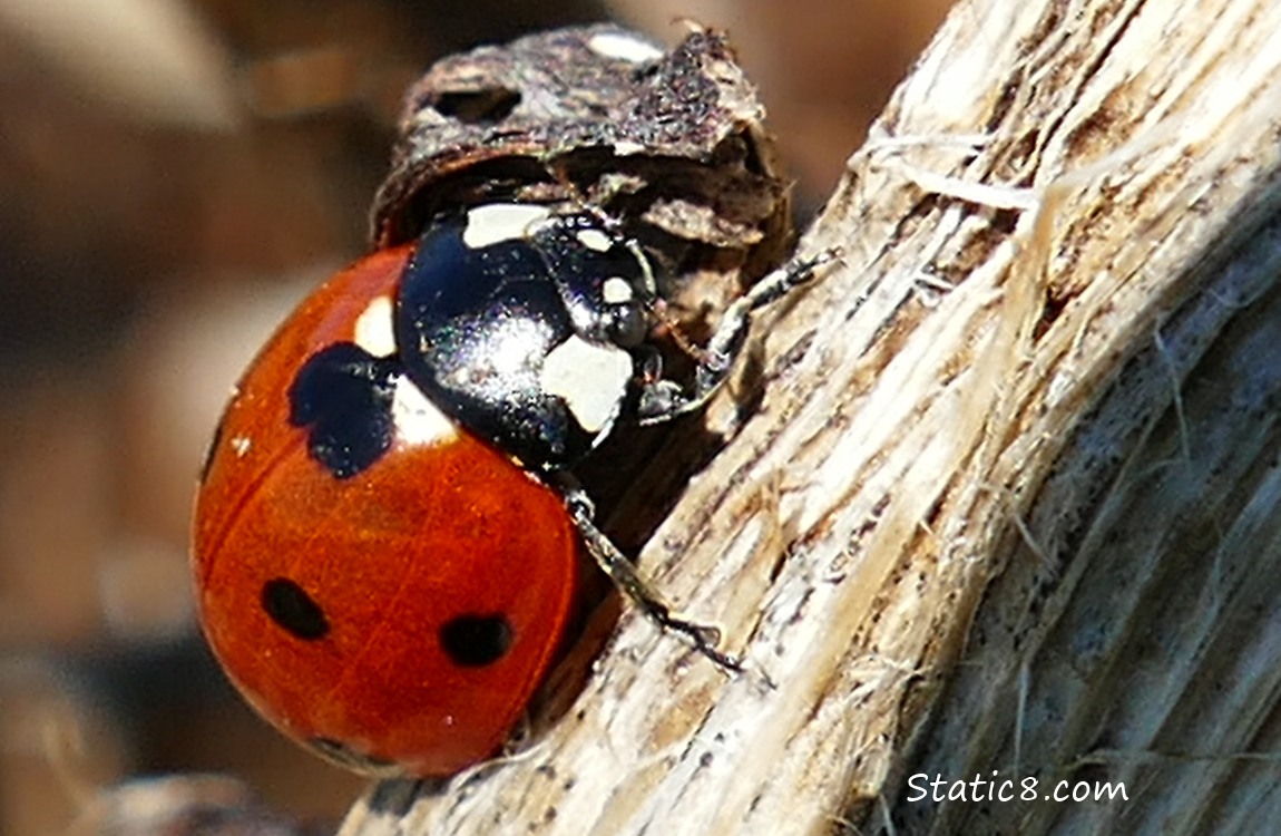 Seven Spot Ladybug on a dry stem