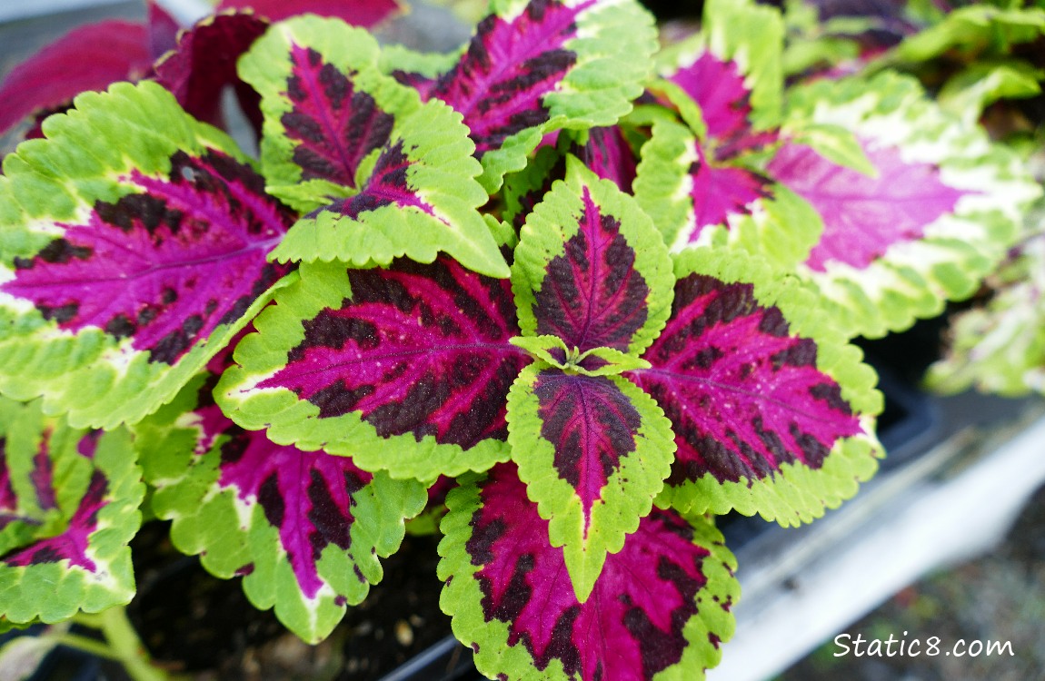 Coleus