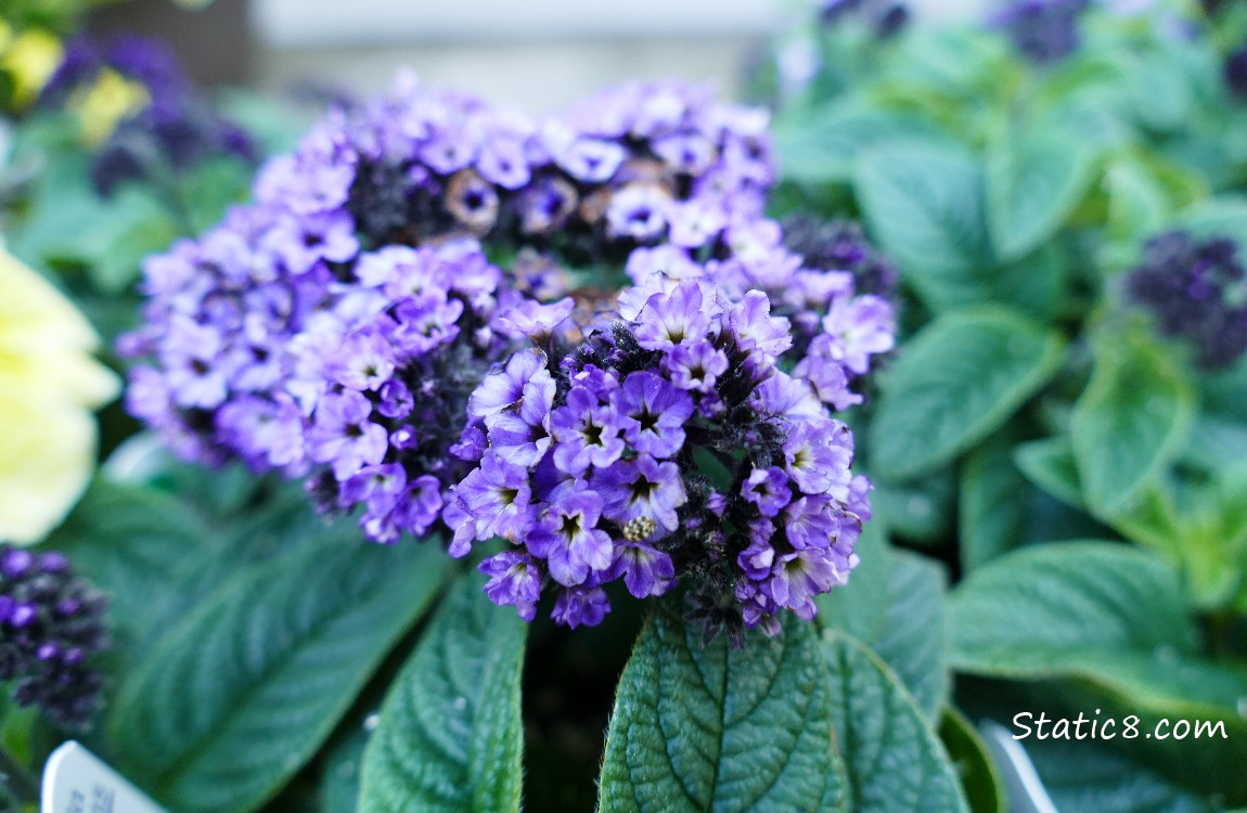 Purple flowers of a Heliotrope