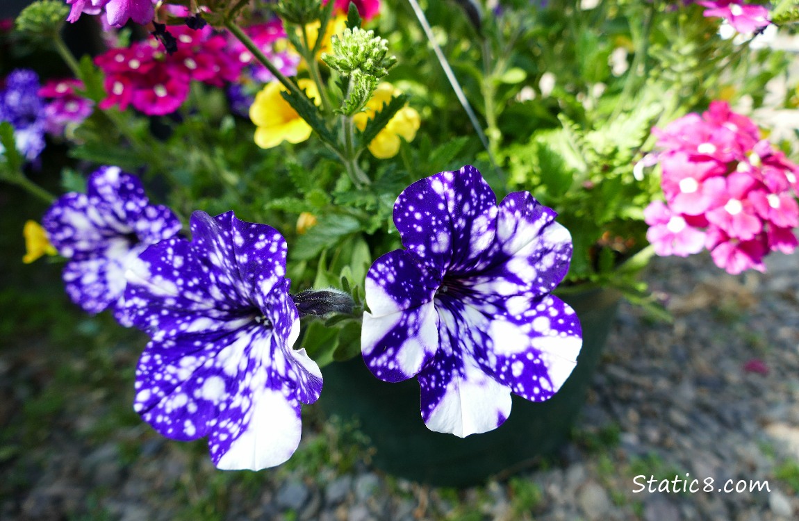 Petunias