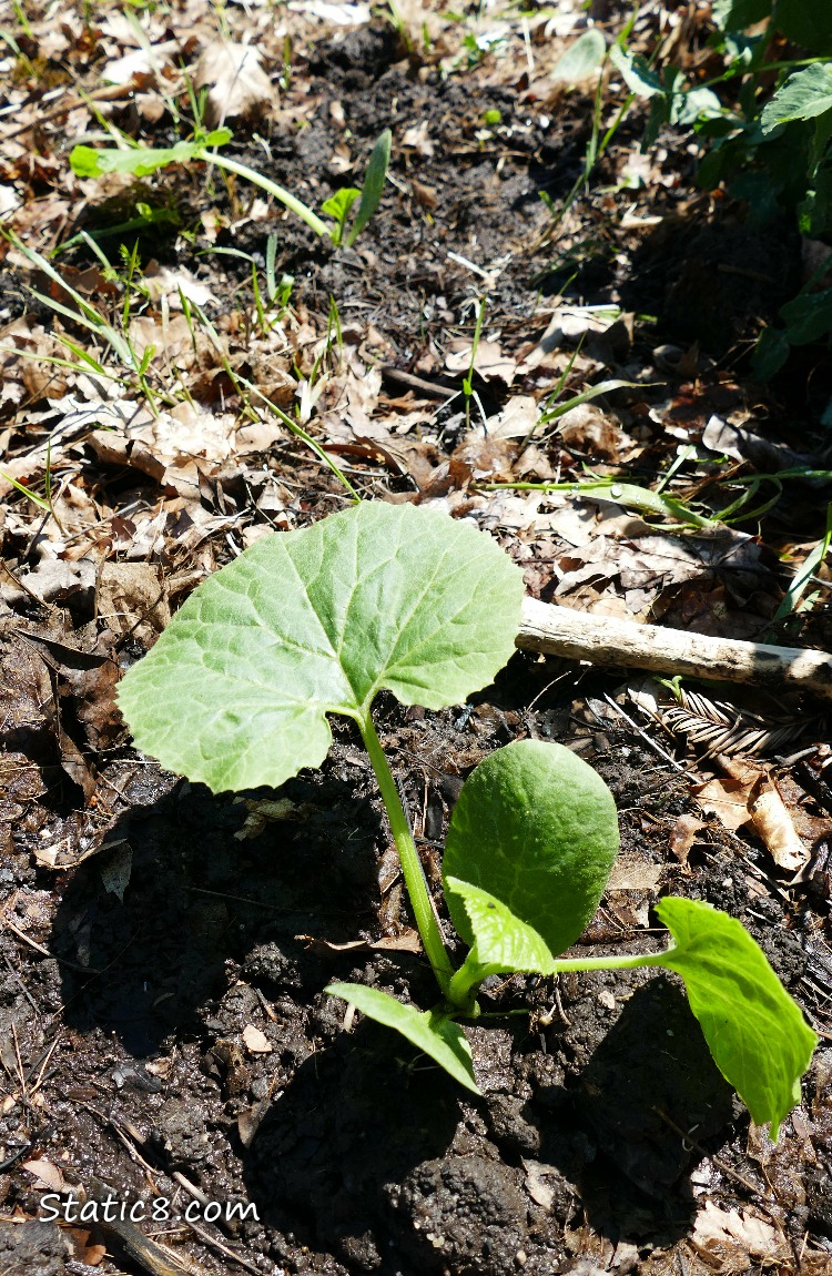 Squash planted at the garden