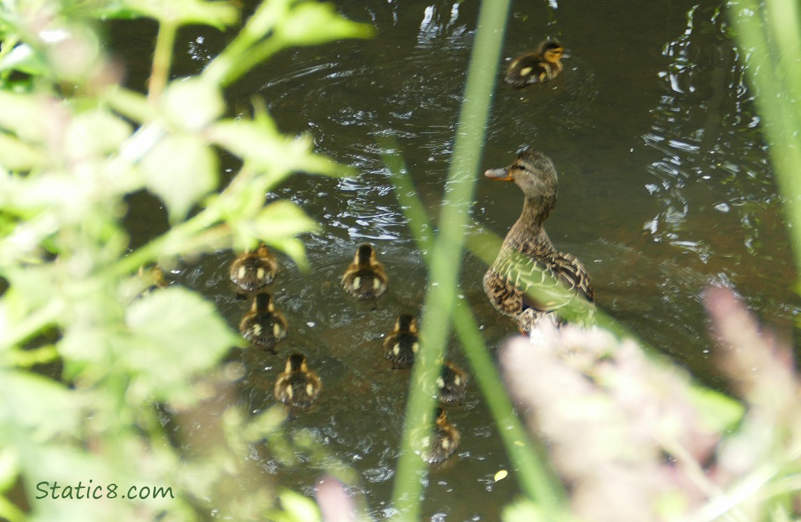 Mallard mama with ducklings in the water, hidden behind plants