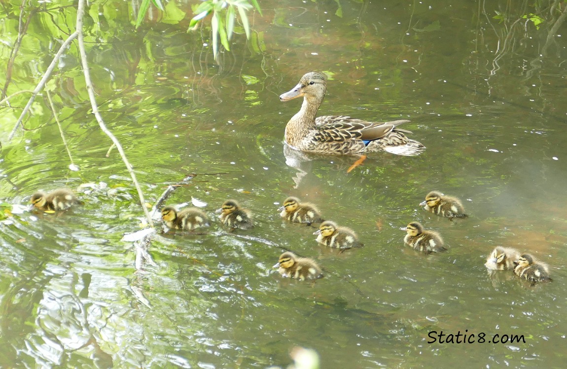 Mama Mallard with ten babies in the water