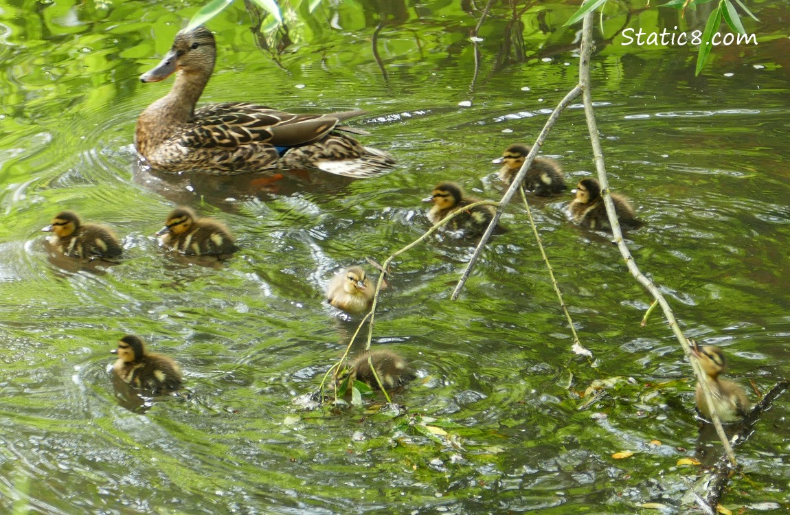 Mama Mallard with babies in the water